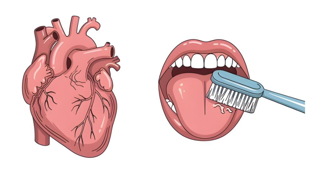 Gum Disease and Cardiovascular Health